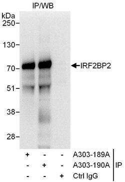 IRF2BP2 Rabbit anti-Human, Polyclonal, Bethyl Laboratories 100 &mu;L; Unconjugated:Antibodies,