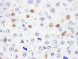 IRF3 Rabbit anti-Human, Polyclonal, Bethyl Laboratories 100 &mu;L; Unconjugated:Antibodies,