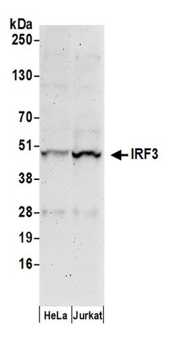 IRF3 Polyclonal Antibody, Bethyl Laboratories 20 &mu;L; Unconjugated:Antibodies,