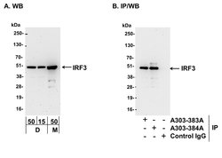 IRF3 Rabbit anti-Mouse, Polyclonal, Bethyl Laboratories 100 &mu;L; Unconjugated:Antibodies,