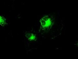 IRF3 Mouse anti-Human, Clone: OTI4D4, lyophilized, TrueMAB 100 &mu;g; Unconjugated:Antibodies,