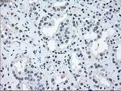 IRF3 Mouse anti-Human, Clone: OTI5D2, lyophilized, TrueMAB 100 &mu;g; Unconjugated:Antibodies,