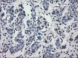 IRF3 Mouse anti-Human, Clone: OTI2G3, liquid, TrueMAB 100 &mu;L; Unconjugated:Anticuerpos