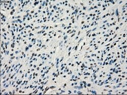 IRF3 Mouse anti-Human, Clone: OTI2G3, liquid, TrueMAB 100 &mu;L; Unconjugated:Anticuerpos