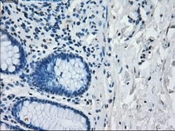 IRF3 Mouse anti-Human, Clone: OTI2G3, liquid, TrueMAB 100 &mu;L; Unconjugated:Anticuerpos