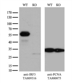 IRF3 Monoclonal Antibody (OTI8G9), TrueMAB , OriGene:Antibodies:Primary