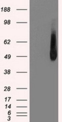 IRF3 Mouse anti-Human, Clone: OTI5D2, lyophilized, TrueMAB 100 &mu;g; Unconjugated:Antibodies,