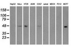 IRF3 Mouse anti-Human, Clone: OTI5D2, lyophilized, TrueMAB 100 &mu;g; Unconjugated:Antibodies,