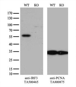 IRF3 Mouse anti-Human, Clone: OTI5D2, lyophilized, TrueMAB 100 &mu;g; Unconjugated:Antibodies,