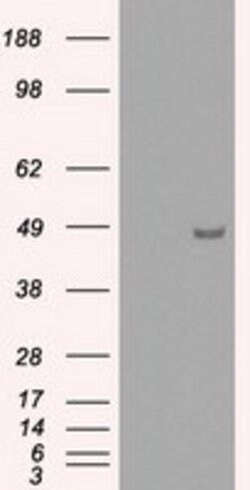 IRF3 Mouse anti-Human, Clone: OTI4D4, lyophilized, TrueMAB 100 &mu;g; Unconjugated:Antibodies,
