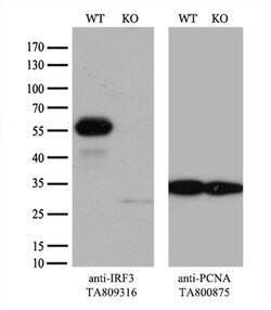 IRF3 Monoclonal Antibody (OTI8G9), TrueMAB , OriGene 100 &mu;L; Unconjugated:Antibodies,