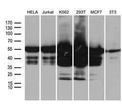 IRF3 Mouse anti-Human, Clone: OTI8G9, lyophilized, TrueMAB 100 &mu;g; Unconjugated:Antibodies,
