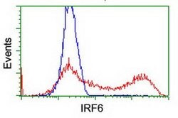 IRF6 Monoclonal Antibody (OTI1D4), TrueMAB , OriGene 100 &mu;L; Unconjugated:Antibodies,