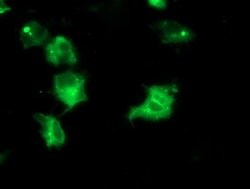 IRF6 Mouse anti-Human, Clone: OTI1G3, lyophilized, TrueMAB 100 &mu;g; Unconjugated:Antibodies,