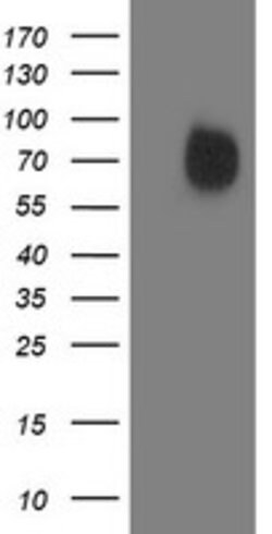IRF6 Mouse anti-Human, Clone: OTI1G3, lyophilized, TrueMAB 100 &mu;g; Unconjugated:Antibodies,