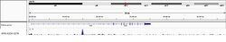 IRF8 Rabbit anti-Mouse, Polyclonal, Bethyl Laboratories 100 &mu;L; Unconjugated:Antibodies,