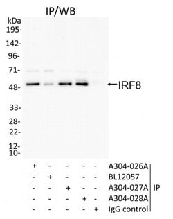 IRF8 Rabbit anti-Mouse, Polyclonal, Bethyl Laboratories 100 &mu;L; Unconjugated:Antibodies,