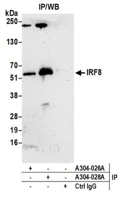 IRF8 Rabbit anti-Mouse, Polyclonal, Bethyl Laboratories 100 &mu;l; Unlabeled:Antibodies,