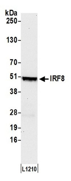IRF8 Rabbit anti-Mouse, Polyclonal, Bethyl Laboratories 100 &mu;l; Unlabeled:Antibodies,