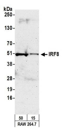 IRF8 Rabbit anti-Mouse, Polyclonal, Bethyl Laboratories 100 &mu;l; Unlabeled:Antibodies,