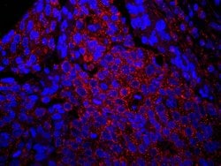 IRS1 Polyclonal Antibody, Bethyl Laboratories 10 &mu;L; Unconjugated:Antibodies,