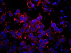 IRS2 Polyclonal Antibody, Bethyl Laboratories 10 &mu;L; Unconjugated:Antibodies,