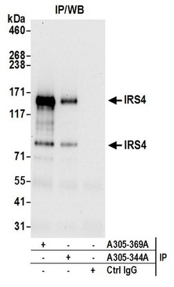IRS4 Rabbit anti-Human, Polyclonal, Bethyl Laboratories 100 &mu;L; Unconjugated:Antibodies,