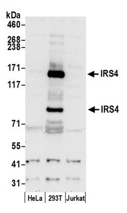 IRS4 Polyclonal Antibody, Bethyl Laboratories:Antibodies:Primary Antibodies
