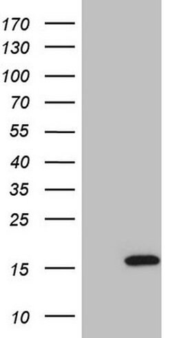 ISG15 Mouse anti-Human, Clone: OTI6C8, liquid, TrueMAB 100 &mu;L; Unconjugated:Antibodies,