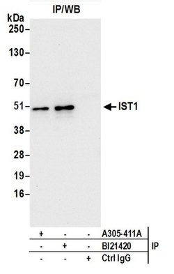 IST1/OLC1 Rabbit anti-Human, Polyclonal, Bethyl Laboratories 100 &mu;L;