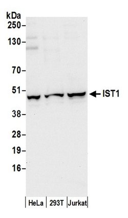 IST1/OLC1 Rabbit anti-Human, Polyclonal, Bethyl Laboratories 100 &mu;L;