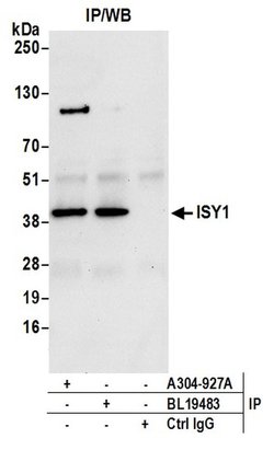 ISY1 Rabbit anti-Human, Polyclonal, Bethyl Laboratories 100 &mu;L; Unconjugated:Antibodies,