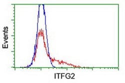 ITFG2 Monoclonal Antibody (OTI 2H5), TrueMAB , OriGene 30 &mu;L; Unconjugated:Antibodies,
