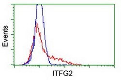 ITFG2 Monoclonal Antibody (OTI 3B3), TrueMAB , OriGene 30 &mu;L; Unconjugated:Antibodies,