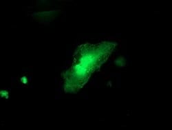 ITFG2 Monoclonal Antibody (OTI 2H5), TrueMAB , OriGene 30 &mu;L; Unconjugated:Antibodies,