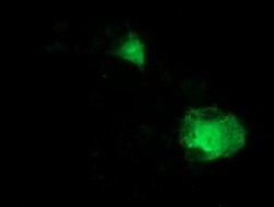 ITFG2 Monoclonal Antibody (OTI3C4), TrueMAB , OriGene 30 &mu;L; Unconjugated:Antibodies,