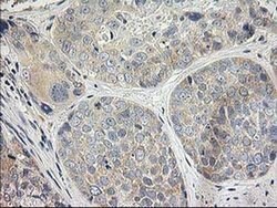 ITFG2 Monoclonal Antibody (OTI3C4), TrueMAB , OriGene 30 &mu;L; Unconjugated:Antibodies,
