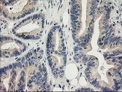 ITFG2 Monoclonal Antibody (OTI3C4), TrueMAB , OriGene:Antibodies:Primary