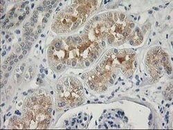 ITFG2 Monoclonal Antibody (OTI3C4), TrueMAB , OriGene:Antibodies:Primary