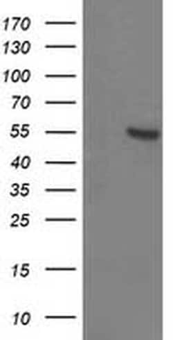 ITFG2 Monoclonal Antibody (OTI3E10), TrueMAB , OriGene 100 &mu;L; Unconjugated:Antibodies,