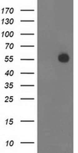 ITFG2 Monoclonal Antibody (OTI3G4), TrueMAB , OriGene:Antibodies:Primary