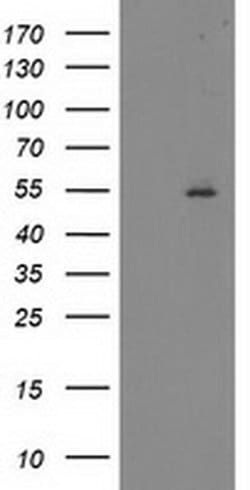 ITFG2 Monoclonal Antibody (OTI3A6), TrueMAB , OriGene:Antibodies:Primary