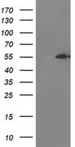 ITFG2 Monoclonal Antibody (OTI3C4), TrueMAB , OriGene 30 &mu;L; Unconjugated:Antibodies,