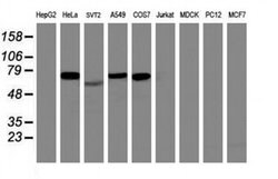 ITFG2 Monoclonal Antibody (OTI 3B3), TrueMAB , OriGene 30 &mu;L; Unconjugated:Antibodies,