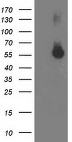 ITFG2 Monoclonal Antibody (OTI3A5), TrueMAB , OriGene:Antibodies:Primary