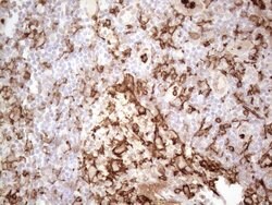 ITGAM Monoclonal Antibody (OTI12C10), TrueMAB , OriGene 100 &mu;L; Unconjugated:Anticuerpos