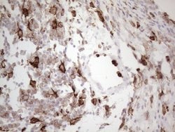 ITGAM Monoclonal Antibody (OTI12C10), TrueMAB , OriGene 100 &mu;L; Unconjugated:Anticuerpos