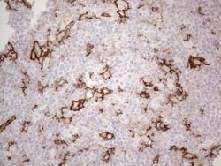 ITGAM Monoclonal Antibody (OTI12C10), TrueMAB , OriGene 100 &mu;L; Unconjugated:Anticuerpos