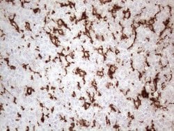 ITGAM Monoclonal Antibody (OTI12C10), TrueMAB , OriGene 100 &mu;L; Unconjugated:Anticuerpos