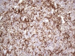 ITGAM Monoclonal Antibody (OTI12C10), TrueMAB , OriGene 100 &mu;L; Unconjugated:Anticuerpos